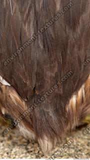 bird feathers 0014